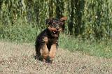AIREDALE TERRIER 083